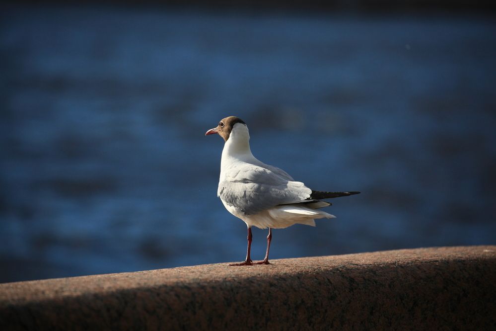 Photograph by Анастасия Ануфриева