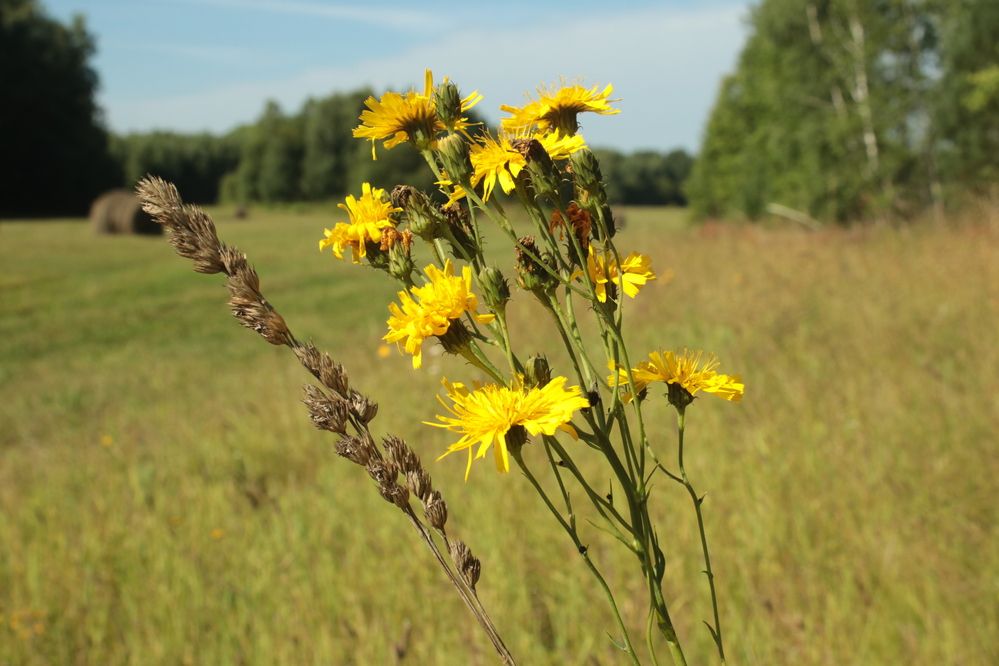 Photograph by Галина Мазур