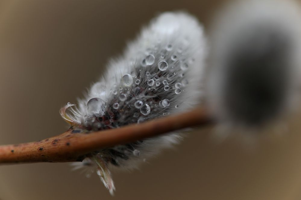 Photograph by Владимир Грибков