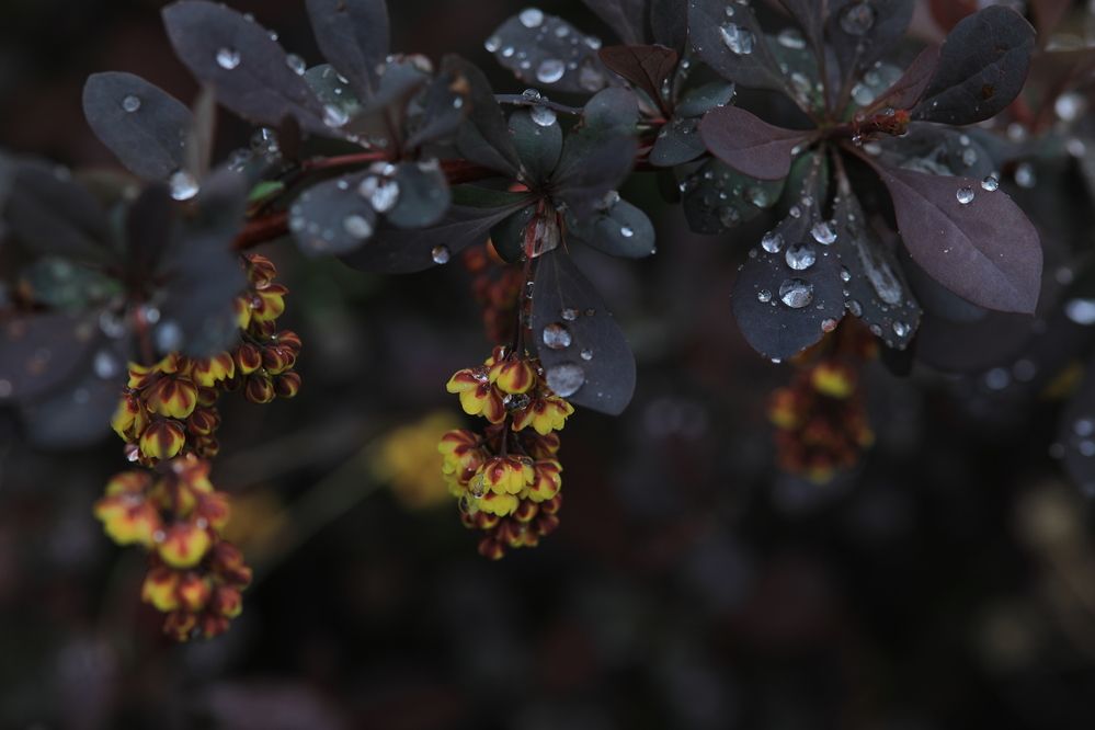 Photograph by Владимир Грибков