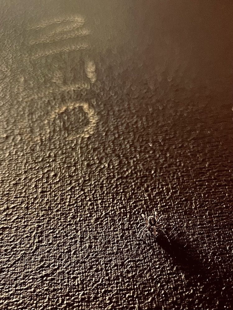 милый гость