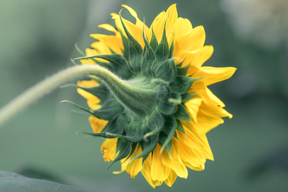 Photograph by Bruno Ribeiro