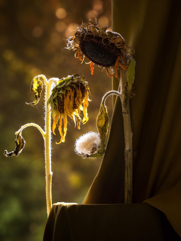 Photograph by Olga Schmidt