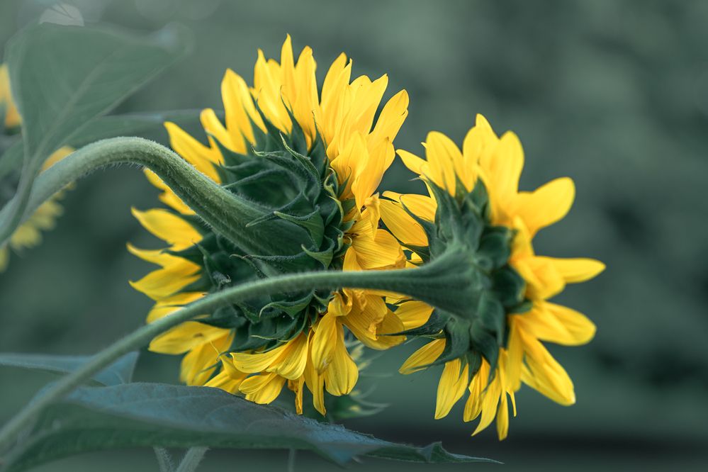 Photograph by Bruno Ribeiro