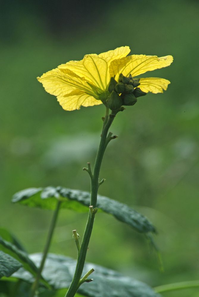 Фотография автора NARAYAN PATEL
