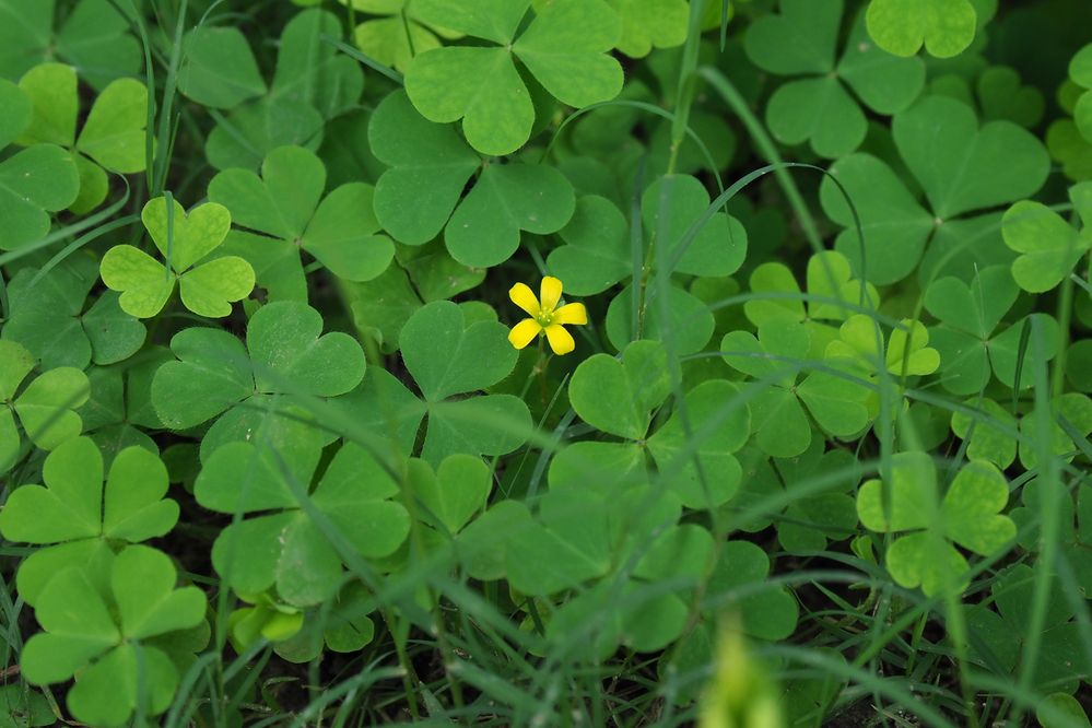 Фотография автора NARAYAN PATEL