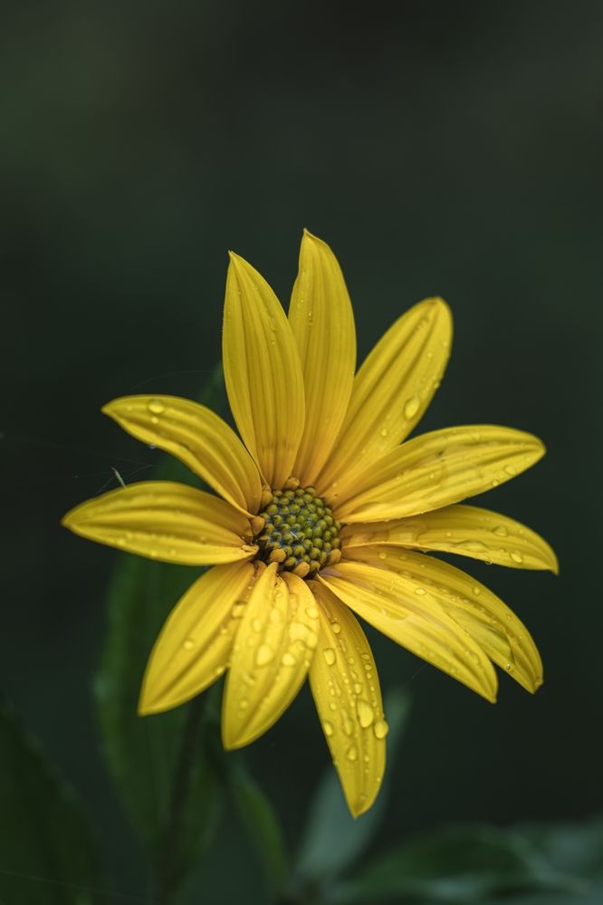 Фотография автора Дмитрий