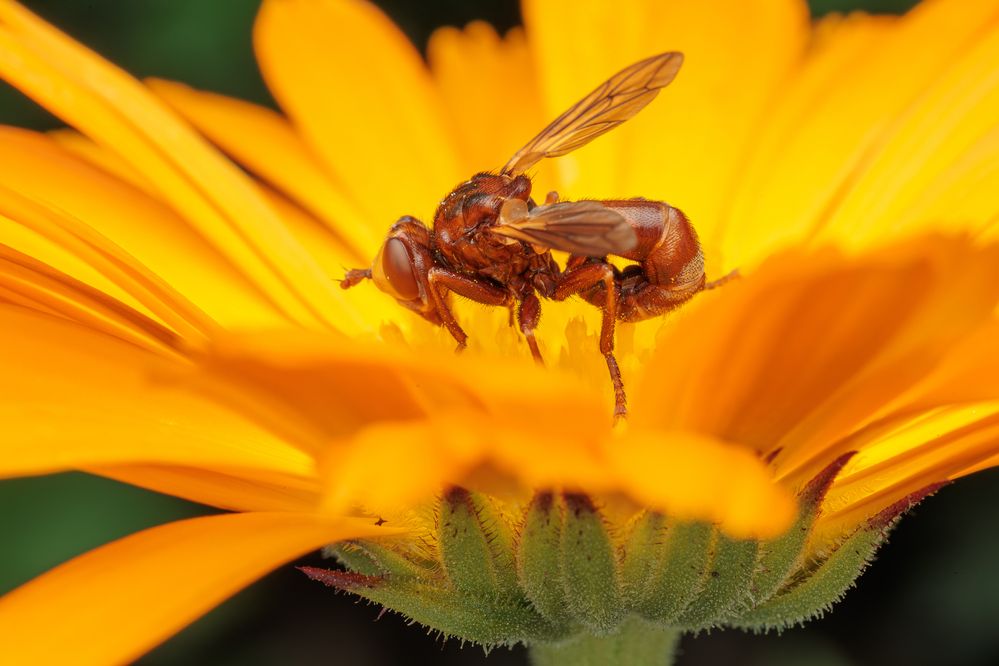 Фотография автора Дмитрий