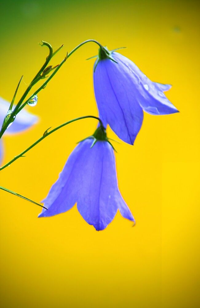 Photograph by София Бояринцева