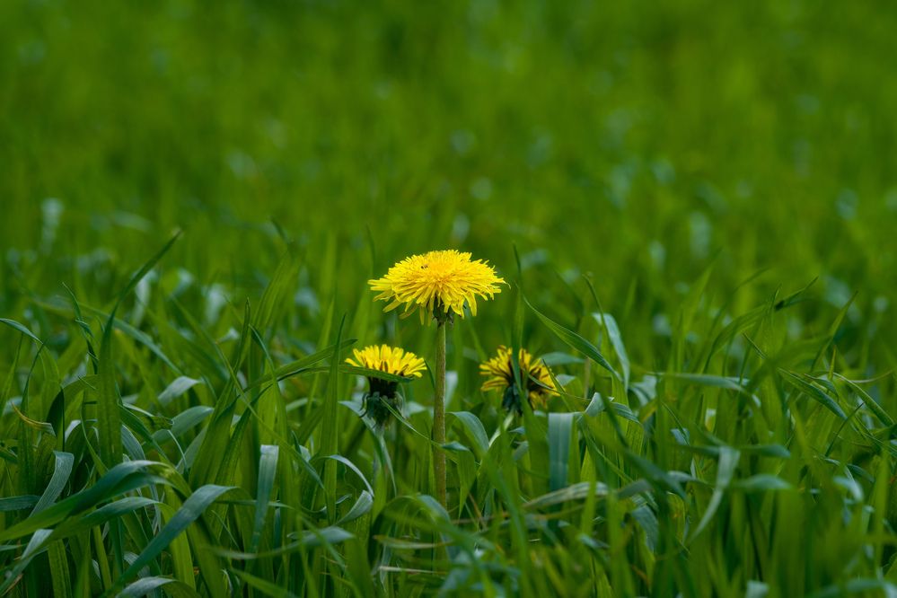 Фотография автора Viktoriya Kim