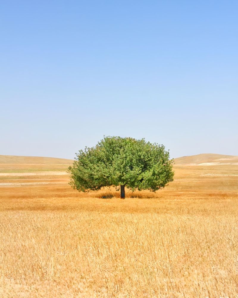 Фотография автора Maghsoud Moradi