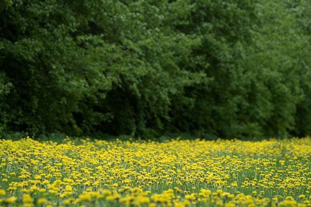 Фотография автора Viktoriya Kim