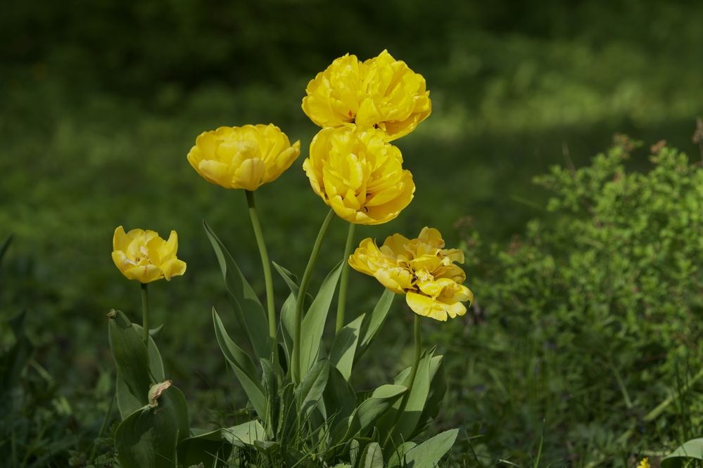 Фотография автора Viktoriya Kim