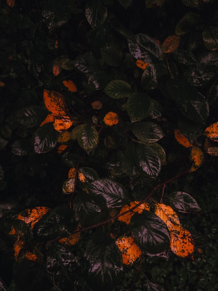 Photograph by Кристина Альшанская