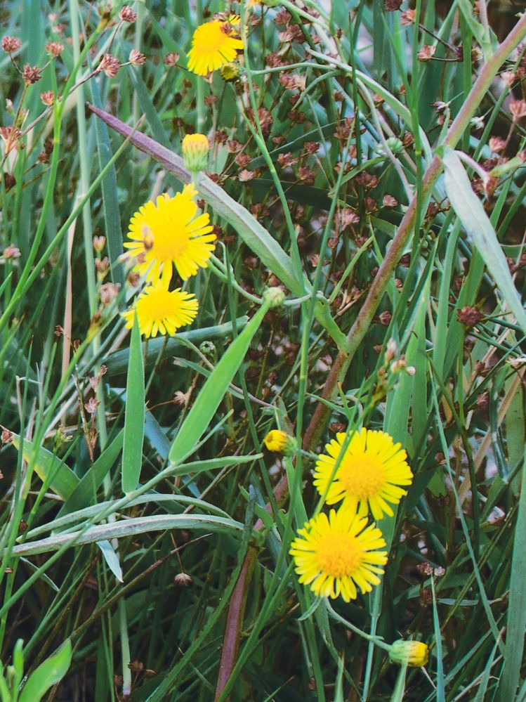 Фотография автора Elena Safarova