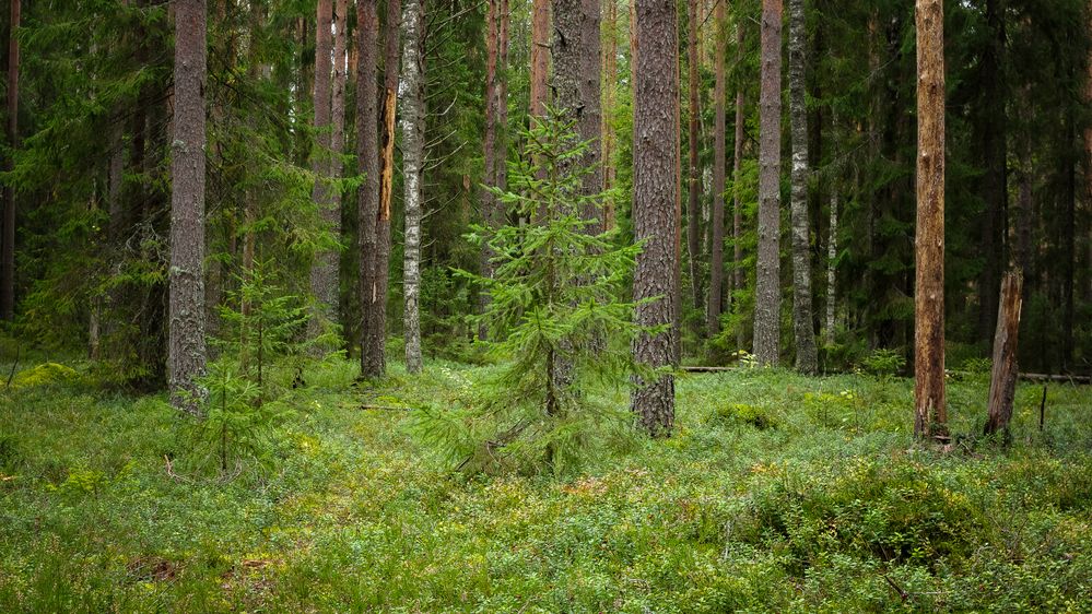 Young Spruce in a Pine Forest