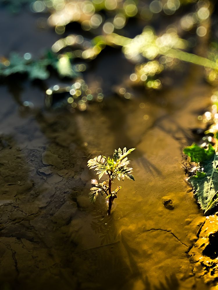 Photograph by NADER AYMAN