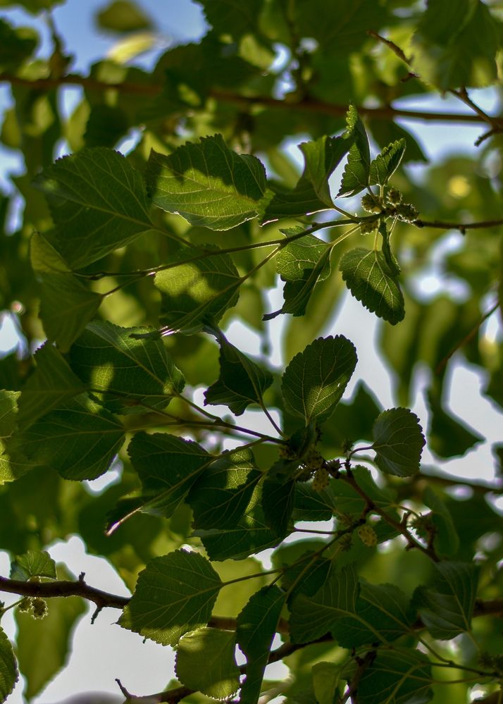 Photograph by NADER AYMAN