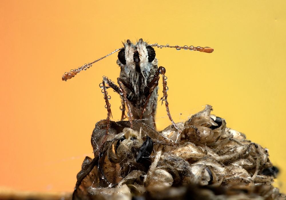 Фотография автора Eduardo Salvador Cabrera