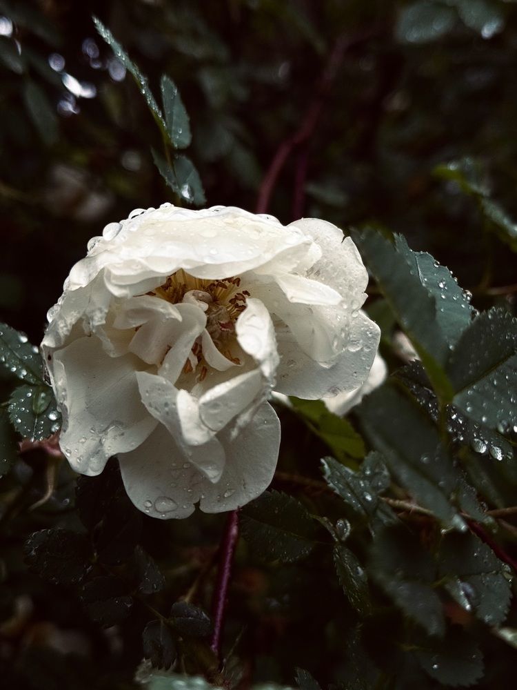 Photograph by Юлия Чернышёва