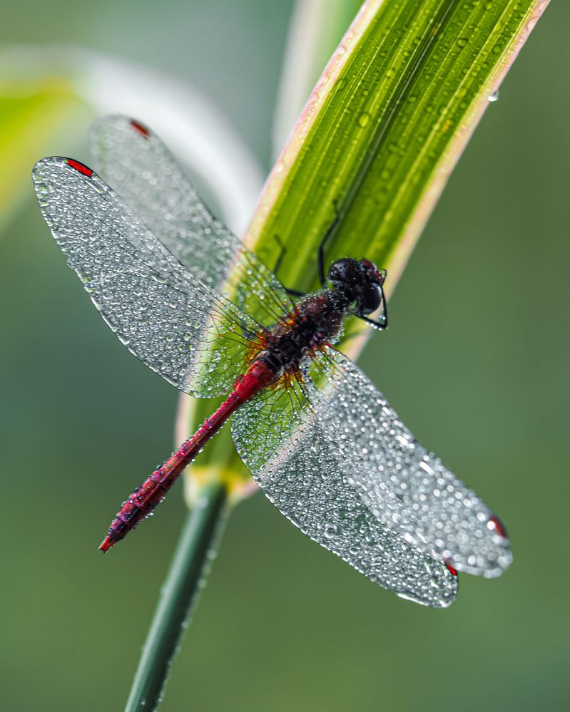 Утром по росе