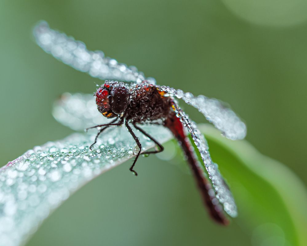 Утро у реки