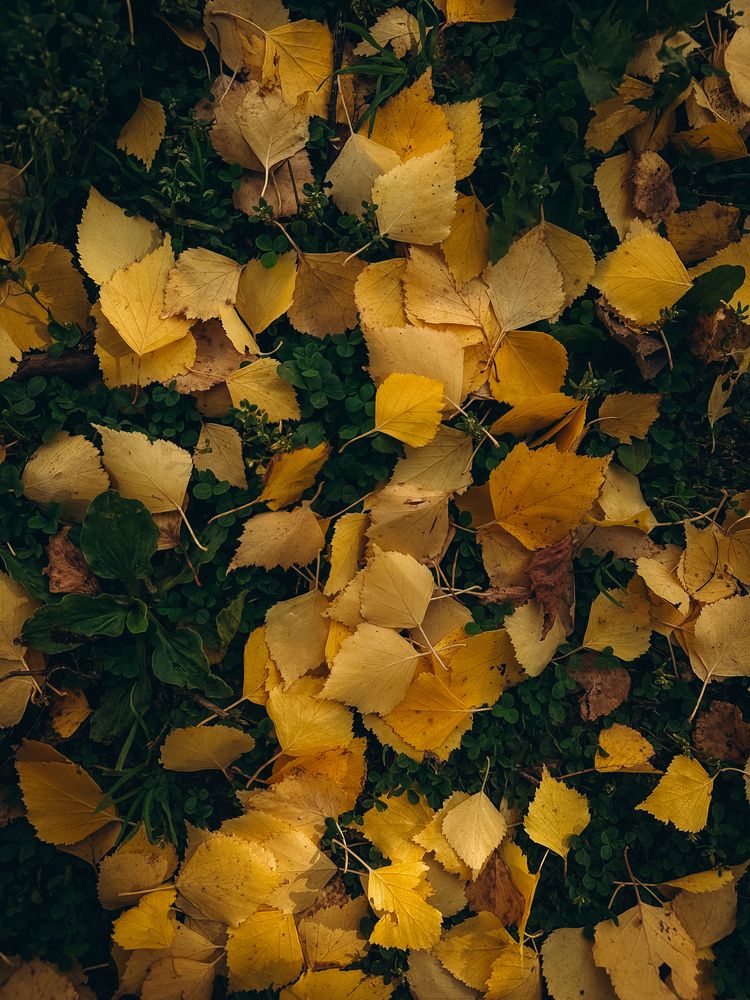 Фотография автора Анастасия