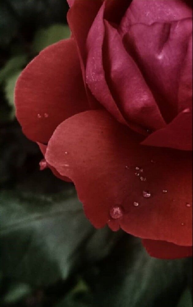 Photograph by Sina Saadati