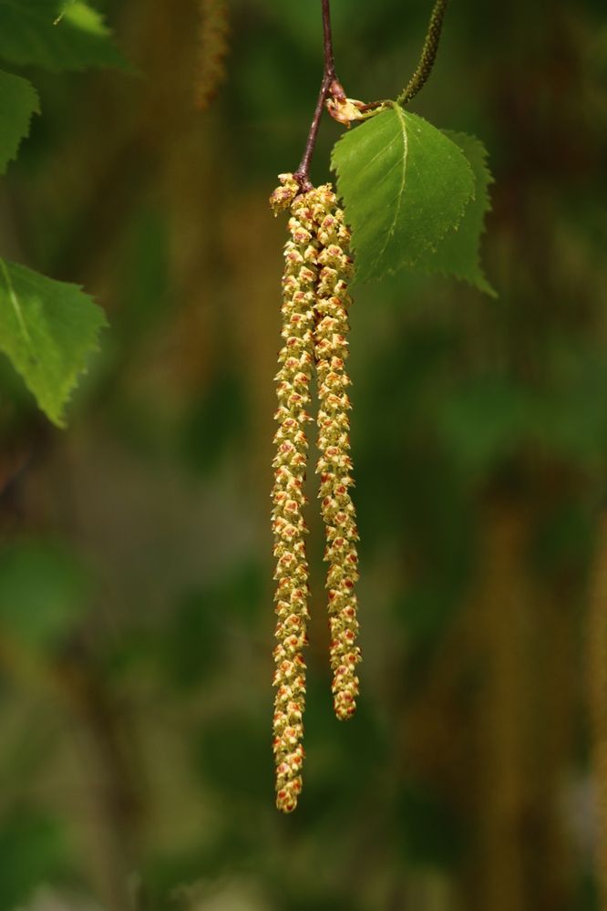 Photograph by Светлана Шуткова