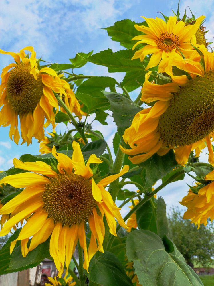 Фотография автора Рузинова Елена