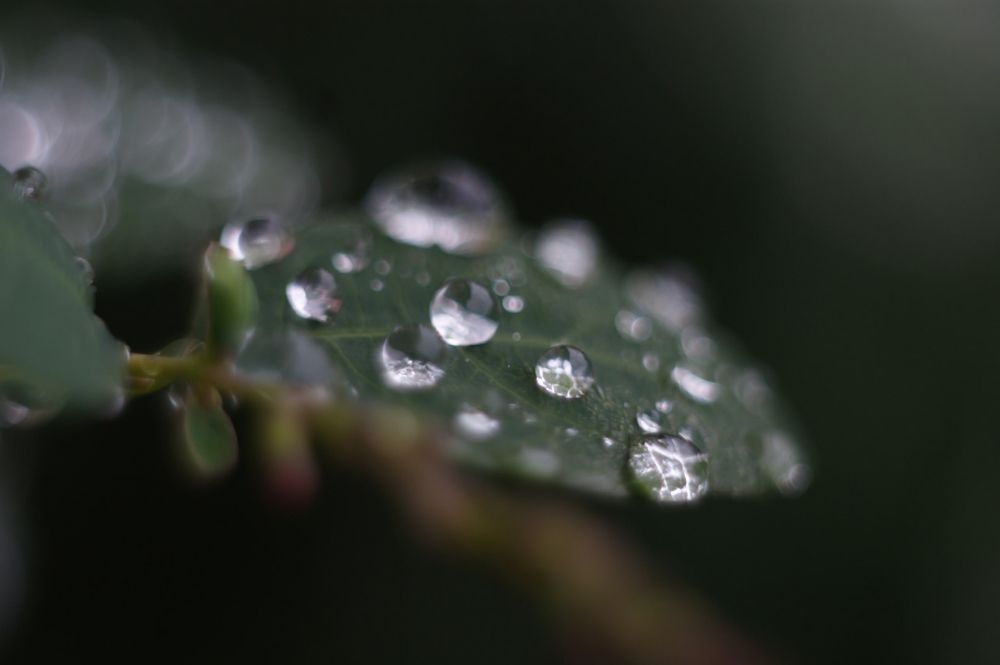 Photograph by Елена