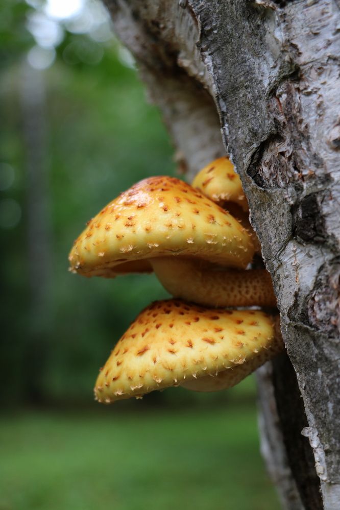 На зелёном фоне