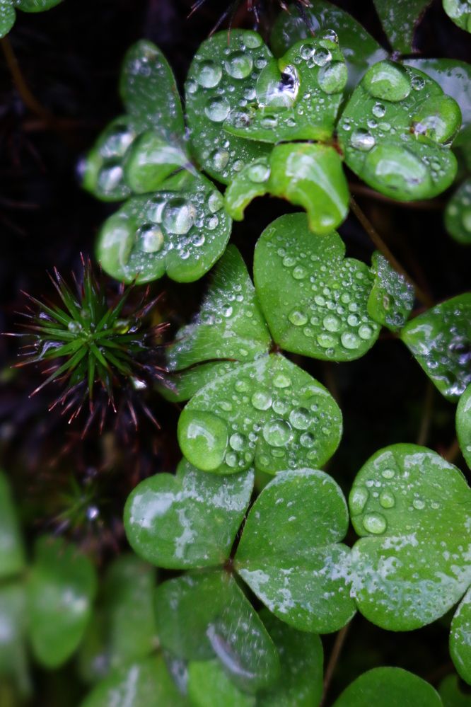 Photograph by Светлана Шуткова