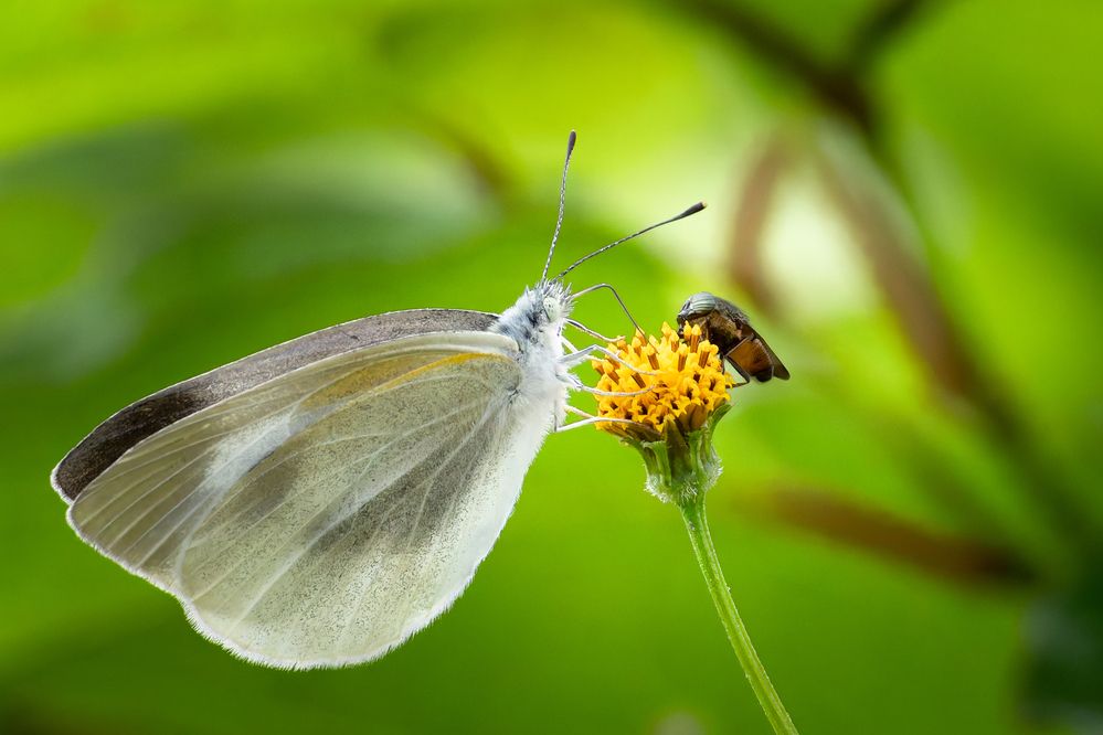 Photograph by KOHAGI