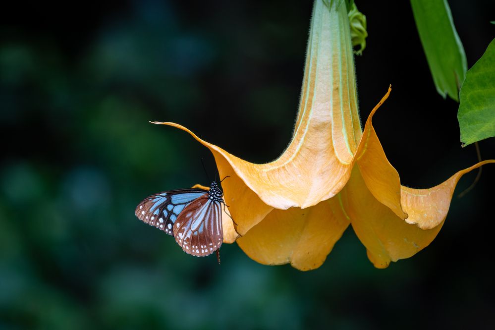 Photograph by KOHAGI