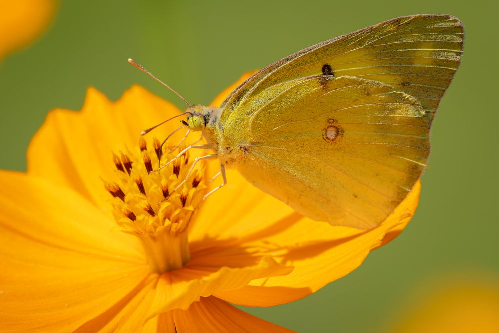 Photograph by KOHAGI