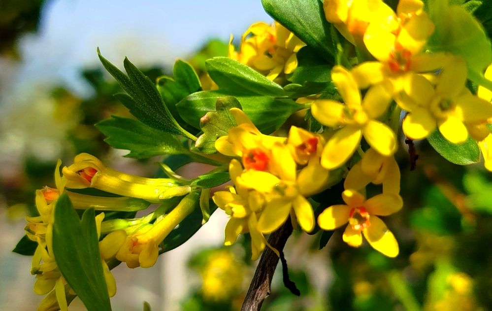 Смородина золотистая