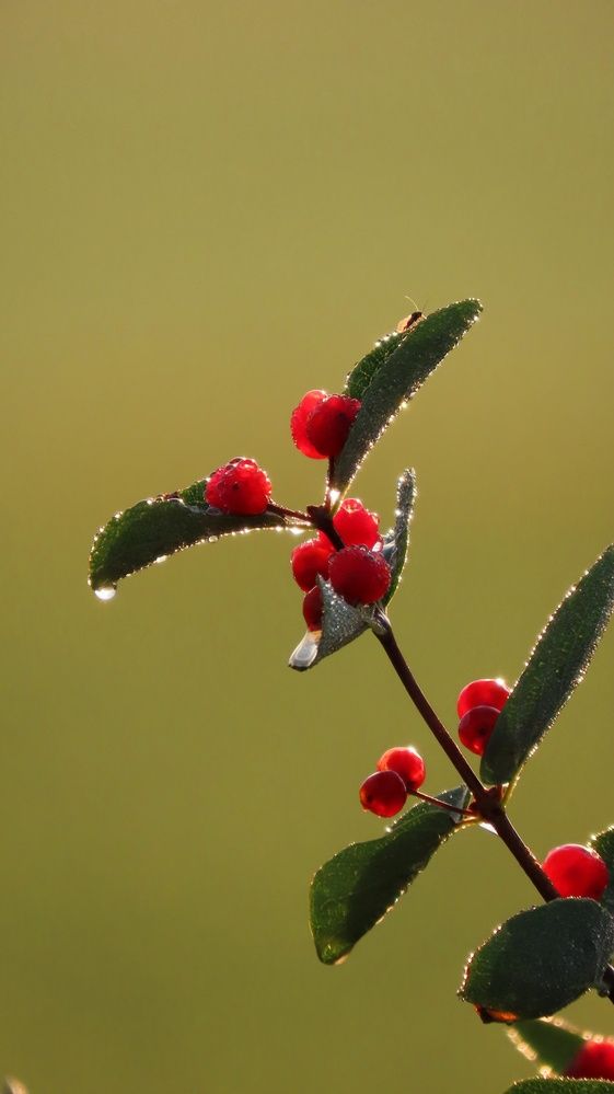 Photograph by Ольга Веселова