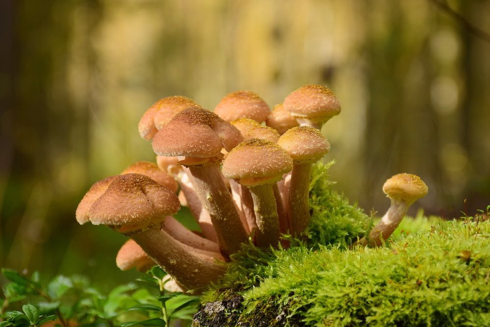 Опёнок осенний.