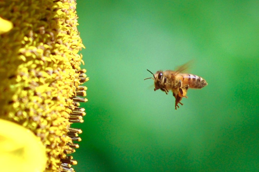 Photograph by Dario Meroni