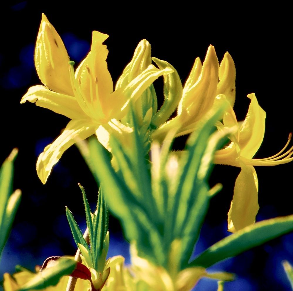 Photograph by Dario Meroni