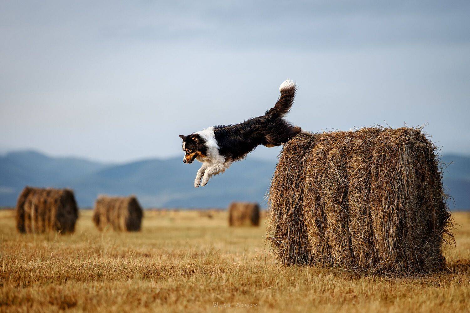 Photo #12585012