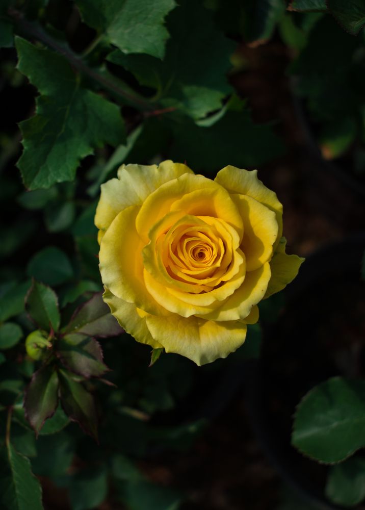 Photograph by zahra salardini