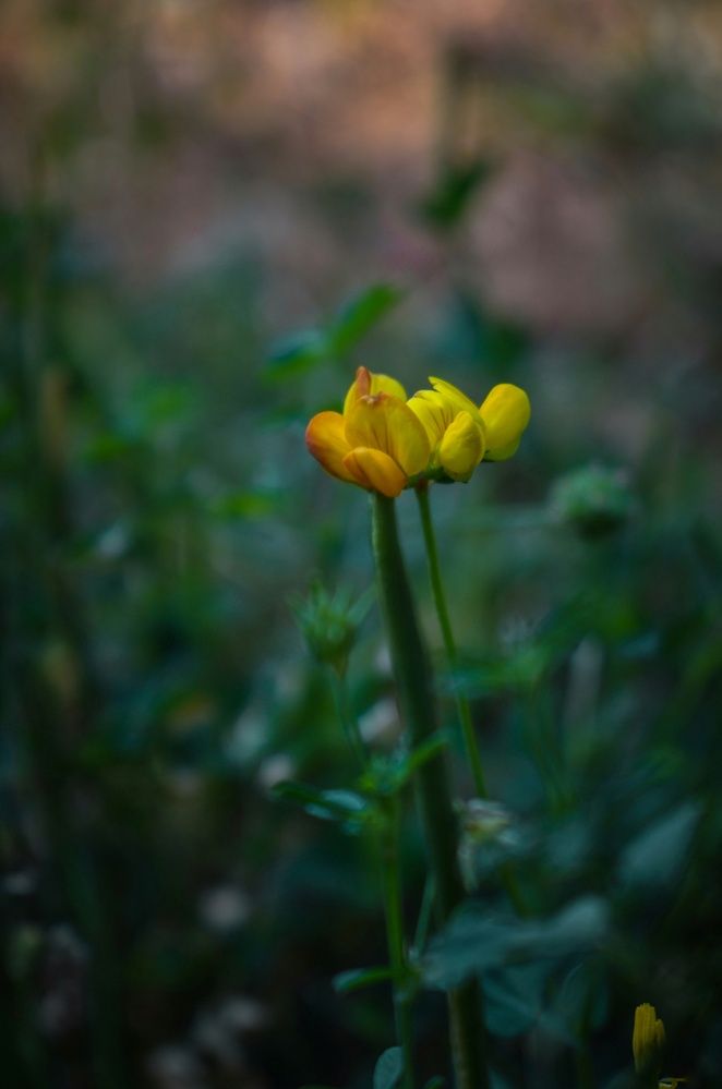 Photograph by zahra salardini