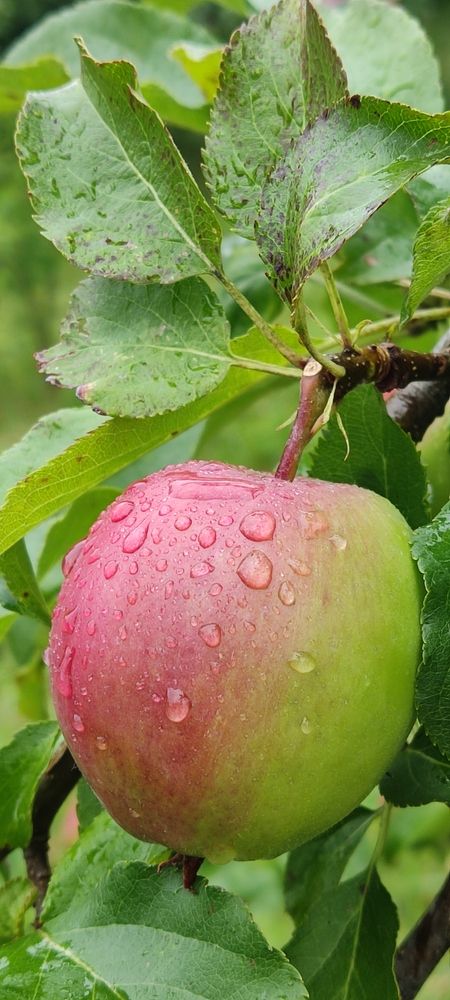 Photograph by Олена Бокова