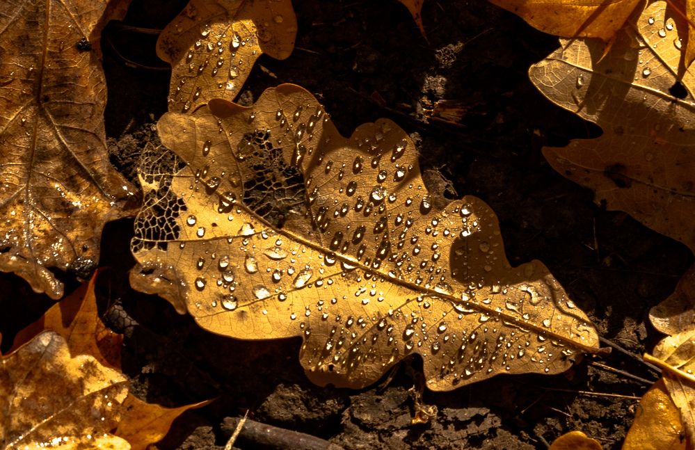 Photograph by Елена Гольдебаева