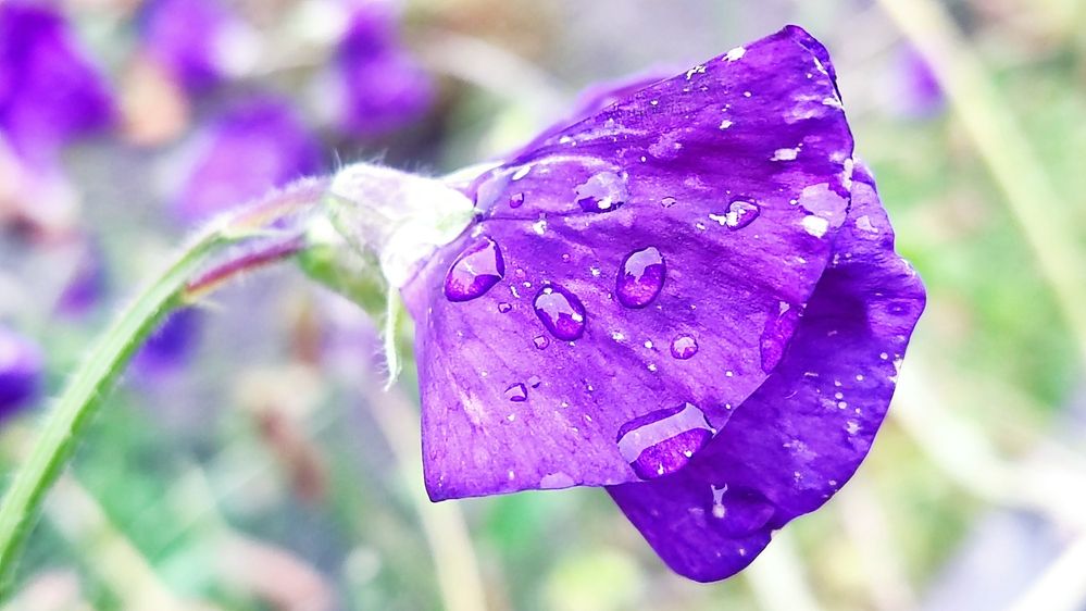 Photograph by Олена Бокова