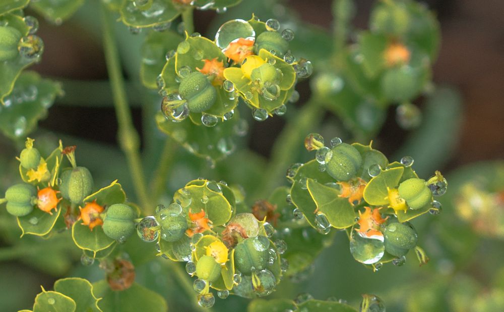 Photograph by Елена Гольдебаева