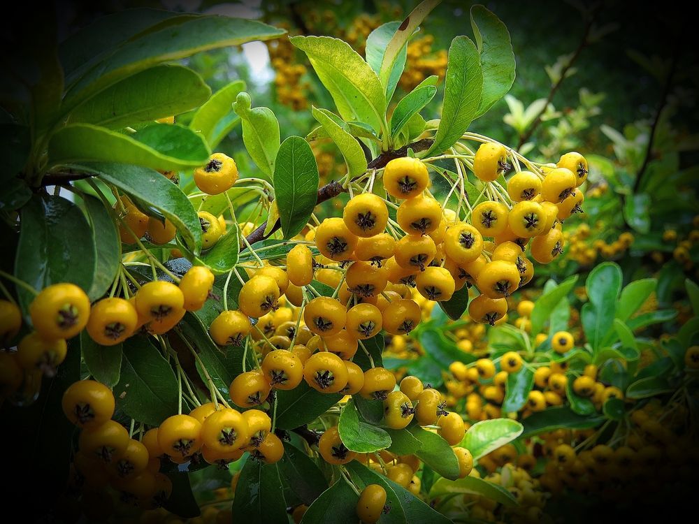 Пираканта желтая