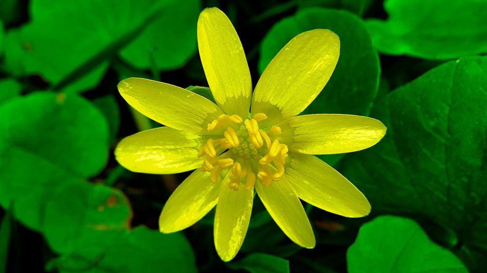 Лютик весенний